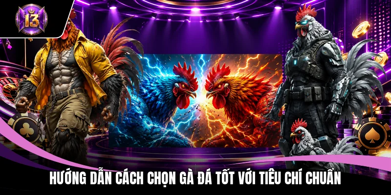 Hướng dẫn cách chọn gà đá tốt với tiêu chí chuẩn